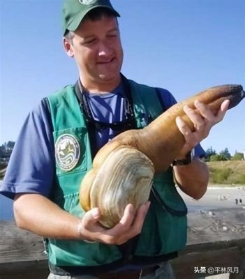  Geoduck: Eine Perle der Tiefsee – Beliebter Leckerbissen und Meister des Ein-und-Ausgrabens!