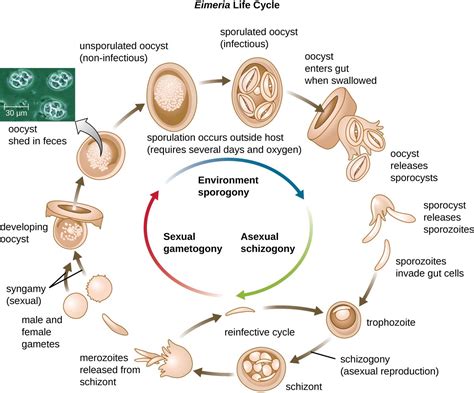  Isospora – Eine parasitäre Reise durch den Darm eines Wirtstieres!