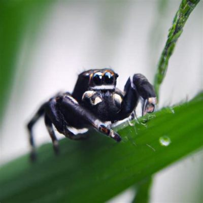  Jumping Spider! Diese flinken Jäger kombinieren Tarnung mit erstaunlicher Sprungkraft.