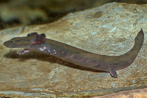  Mudpuppy - Ein faszinierendes Wassertier mit einem ungewöhnlichen Aussehen und einer Vorliebe für kühle Höhlen!