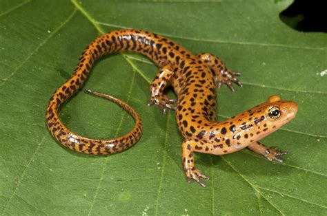 Oregon-Salamander: Dieser faszinierende Schwanzlurch lebt in den kühlen Wäldern und versteckt sich gern unter Blättern!