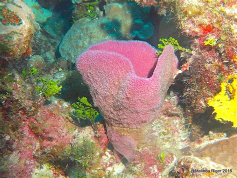  Purple Vase Sponge: Eine faszinierende Meeresbewohnerin die wie eine lebendige Vase aussieht!