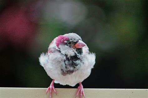  Virginia-Sperling: Ein Vogel mit einem federleichten Gesang und unbändigem Wanderlust!