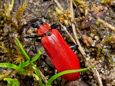  Feuerkäfer! Ein faszinierender Einblick in die Welt der glühenden Insekten