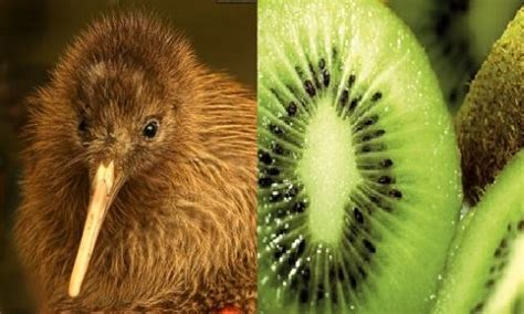 Kiwi – Ein Vogel mit einem unwiderstehlichen Appetit auf Würmer und Insekten!