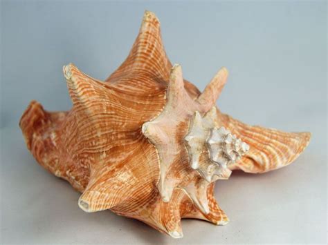  Queen Conch! A Gastropoda with a Shell So Exquisite It Could Rival a Royal Crown