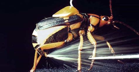  Ringschnecke: Entdecke die faszinierenden Schutzmechanismen dieses erstaunlichen Rollkünstlers!