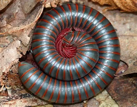  Temnopleuridae: Sind Diese Myriapoden Nicht Der Hit Mit Ihren Vielbeinigen Tanzkünsten?