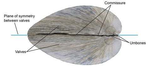  Umbo! Ein faszinierender Bivalve mit ungewöhnlichem Namen und interessanten Lebensgewohnheiten