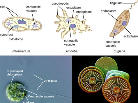 Vampyrellidae: Eine faszinierende Reise in die Welt der parasitischen Amöben!