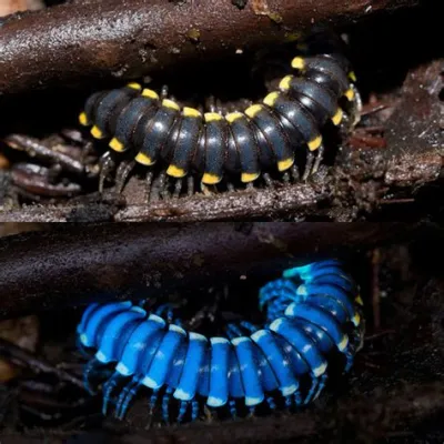  Yellow-Spotted Millipede: Diese Geschöpfe mit Tausend Beinen sind Meister der Zersetzung und Vorbereiter für das kommende Leben!