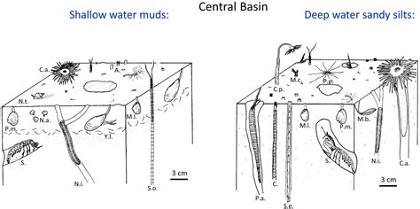  Yoldia! Ein Meister der Tiefsee-Sedimentation und ein Vorreiter der Bioturbation